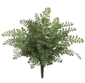 Maidenhair Fern Bush - 16" Green