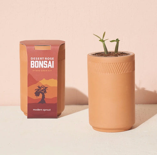 Bonsai Terracotta Kit