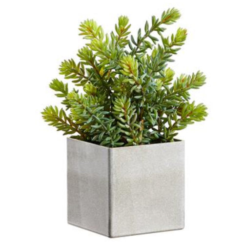Sedum in Gray Cube