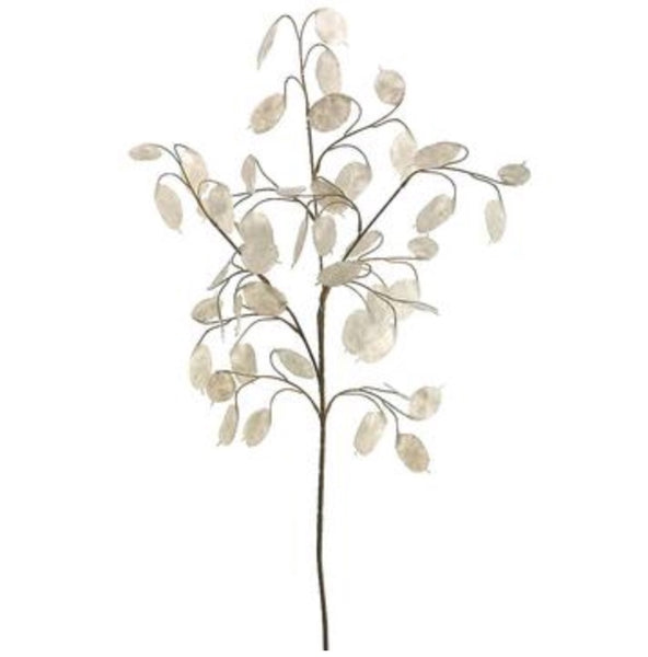 White Silver Dollar Eucalyptus