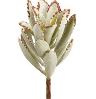 Kalanchoe Pick - 7"