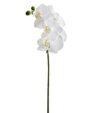 Phalaenopsis Orchid Spray - 23.5