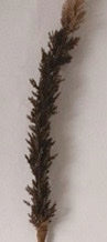 Faux Flocked Grass Plume - 42"