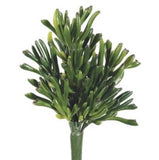 Coral Succulent Pick - 9
