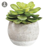 Succulent in Terra Cotta Pot