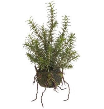 Rosemary w/Roots