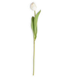 Tulip Single Stem