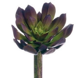 Echeveria Pick - 3