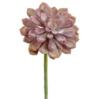 Soft Touch Baby Aeonium Pick - 6"