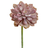 Soft Touch Baby Aeonium Pick - 6