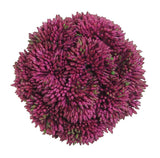 Sedum Orb