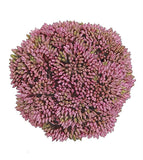 Sedum Orb