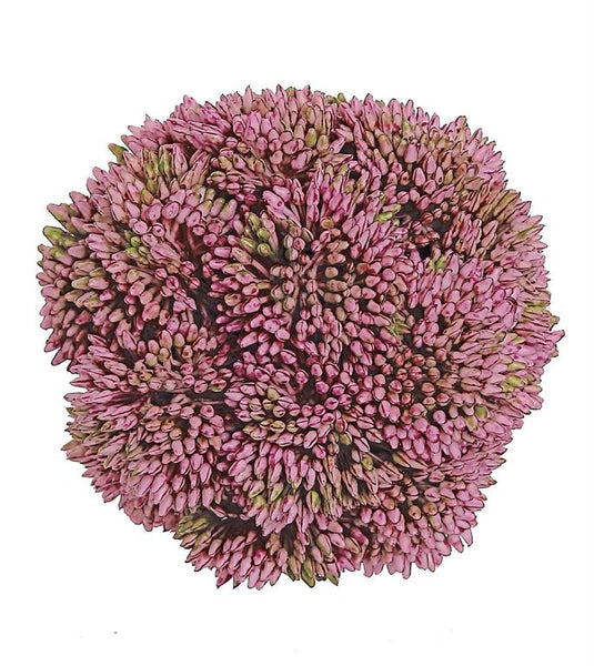 Sedum Orb