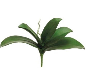 Phalaenopsis Orchid Leaf Plant - 10" Green