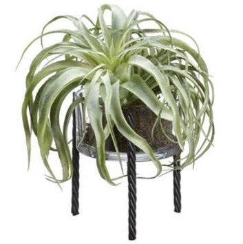 Tillandsia in Glass Vase