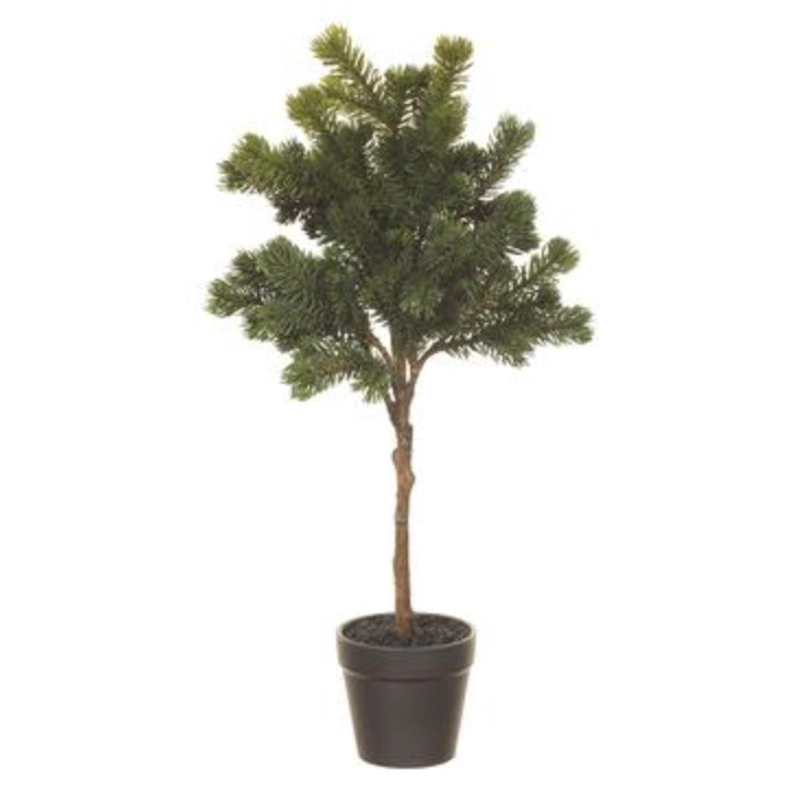 Potted Pine Trees buds 'n bloom design studio