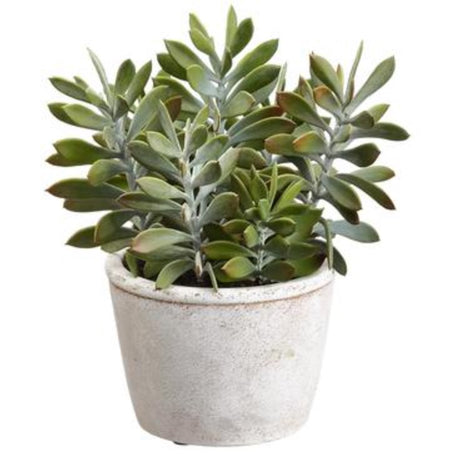 Succulent in Terra Cotta Pot