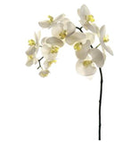 Phalaenopsis Orchid Spray - 38