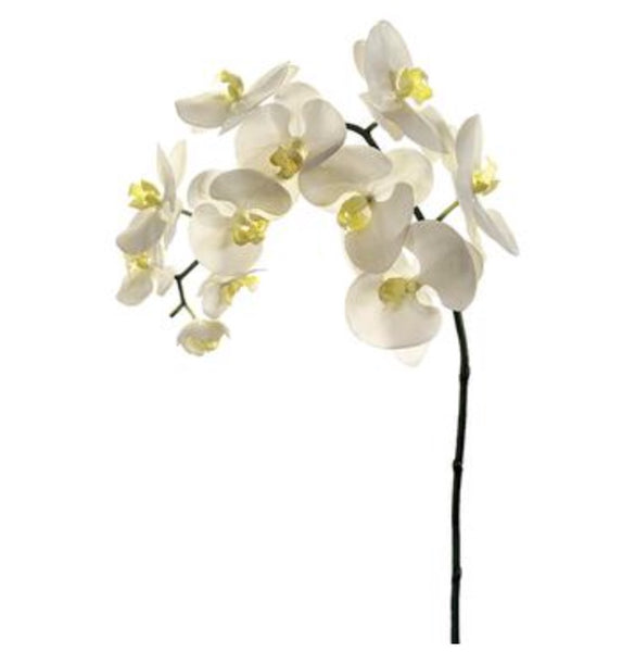 Phalaenopsis Orchid Spray - 38" Cream/Yellow