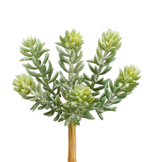 Soft Touch Sedum Pick - 6"