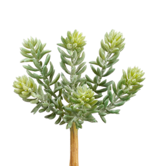 7" Soft Sedum Pick - Green Gray