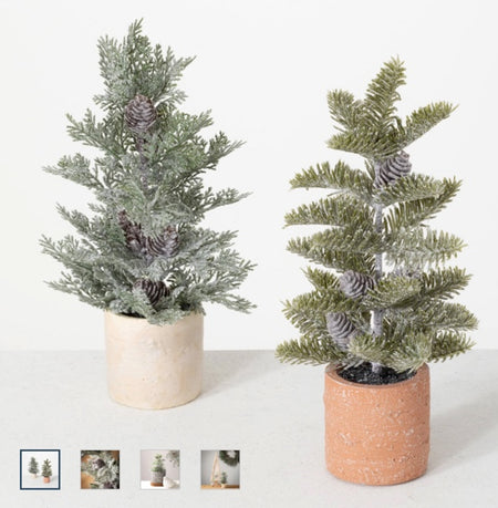 Potted Pine Trees