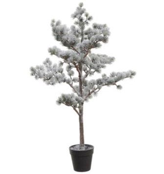Snowed Pine Tree in Pot