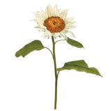 Sunflower Stem - 25