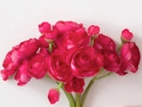 Mini Ranunculus Bunch