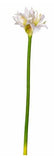 Amaryllis Spray - White 23