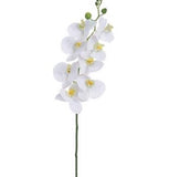 Phalaenopsis Orchid Spray - 41