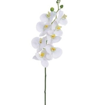 Phalaenopsis Orchid Spray - 41" White