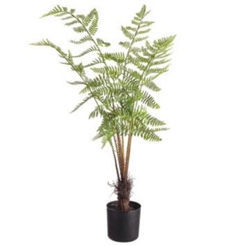Forest Fern Plant in Pot
