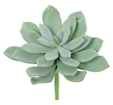 Sword Leaf Succulent