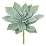 Sword Leaf Succulent