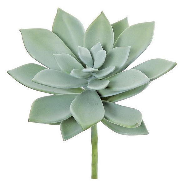 Sword Leaf Succulent