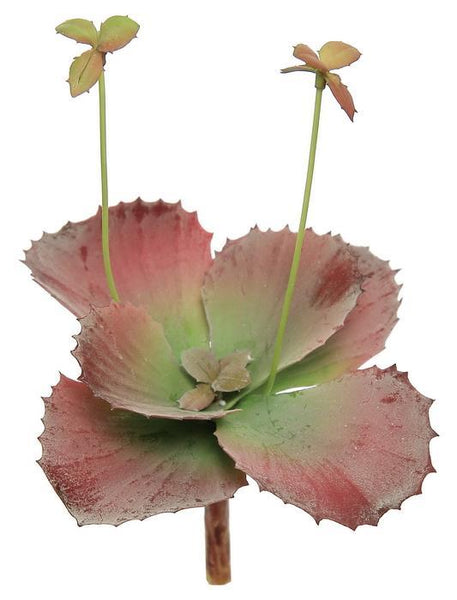 Sprouting Flat Leaf Succulent