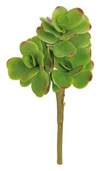 11" Jade Plant