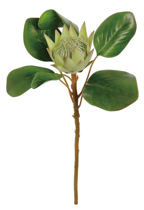 King Protea