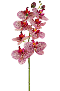 28" Phalaenopsis Spray Cerise Orchid