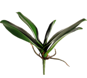 11" Phalaenopsis Orchid Leaf Plant
