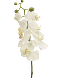 Phalaenopsis Orchid Spray - 28