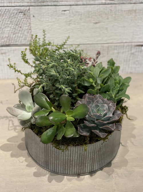 Rustic Succulents
