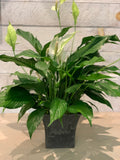 Peace Lily in Slate
