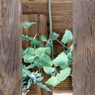 Crafted Spearmint Stem
