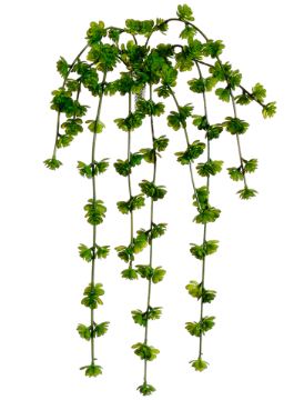 Sword Leaf Succulent