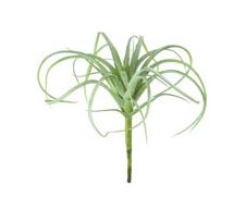 Air Plant - 4"