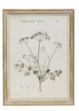 Wood Framed Botanical Prints