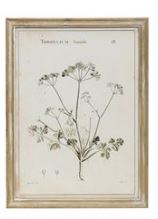 Wood Framed Botanical Prints