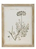 Wood Framed Botanical Prints